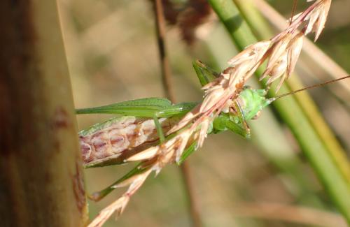 Réf. 240 893 : Conocephalus fuscus